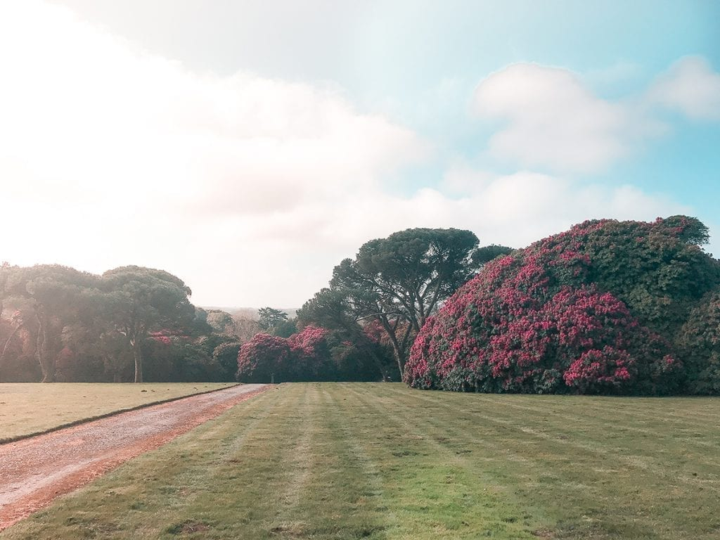 The World’s Largest Garden Open Weekend For Charity Postponed Until 2024